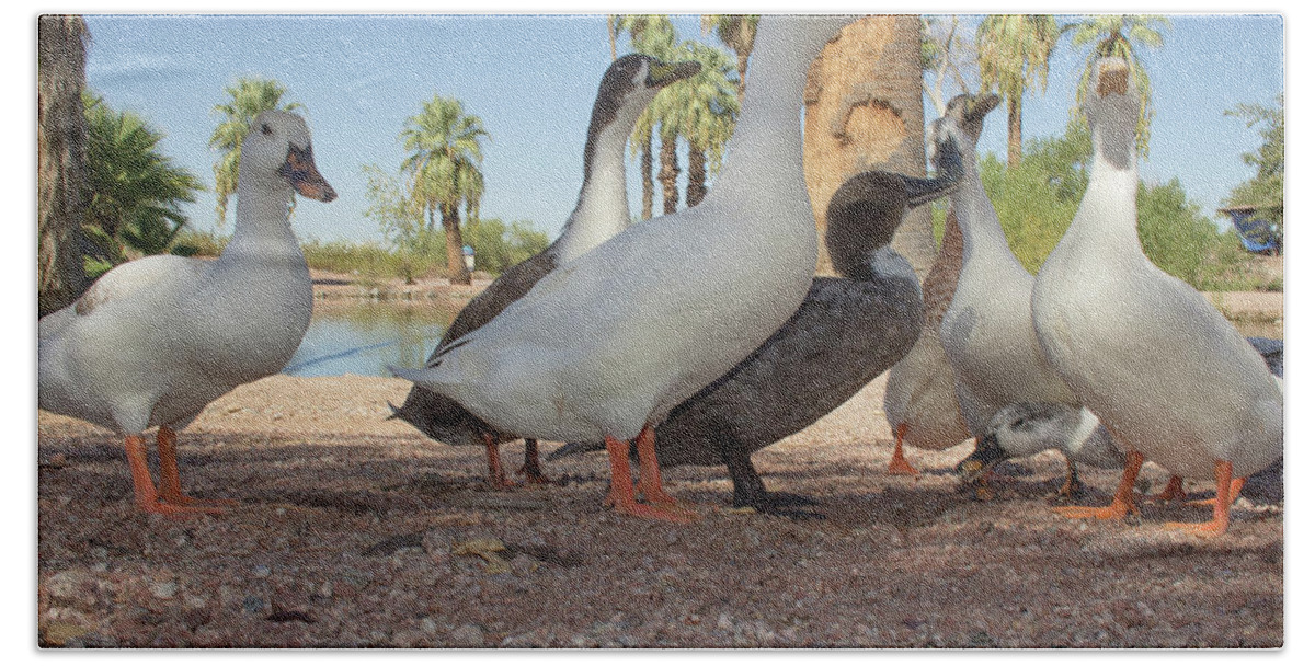 Duck Beach Towel featuring the photograph Duck view by Darrell Foster