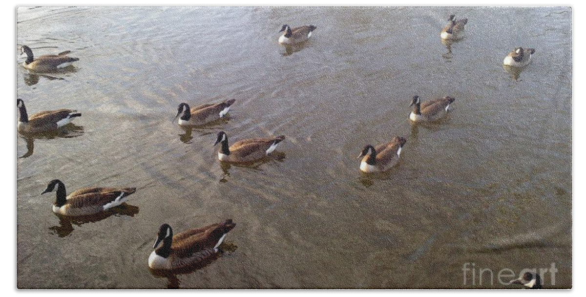 River Beach Sheet featuring the photograph Ducks on the Occoquan River by Jimmy Clark