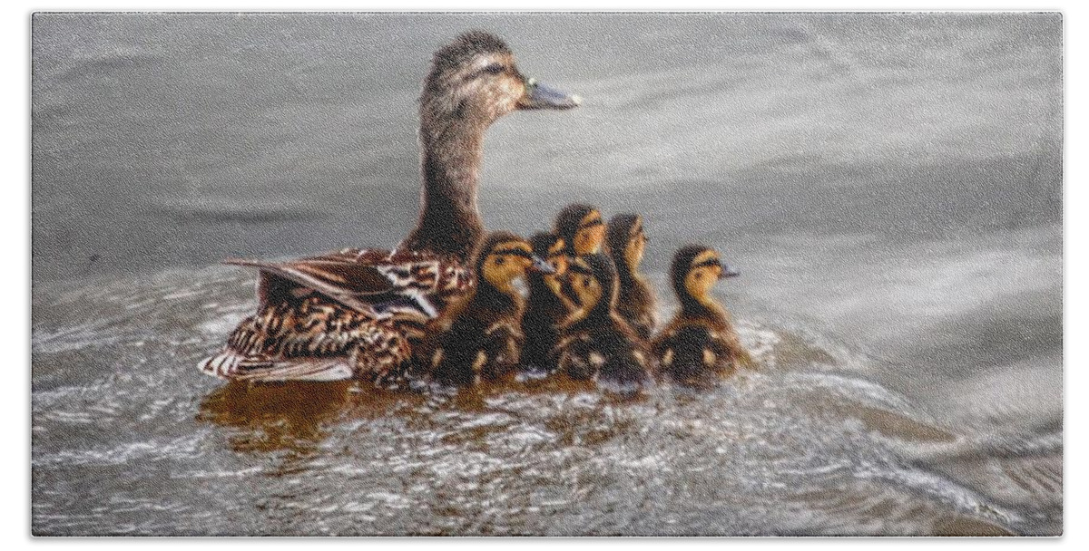 Ducks Beach Sheet featuring the photograph Ducky Daycare by Sumoflam Photography