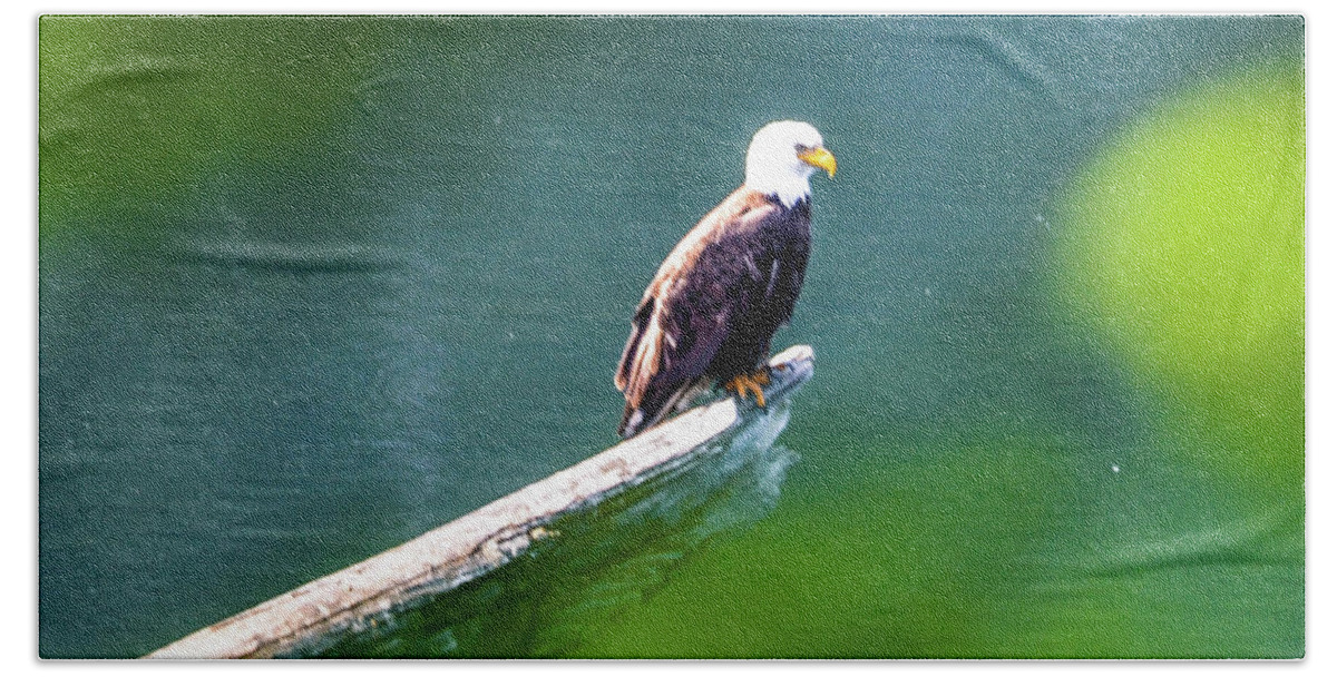 Eagle Beach Sheet featuring the photograph Eagle in Lake by Chuck Brown