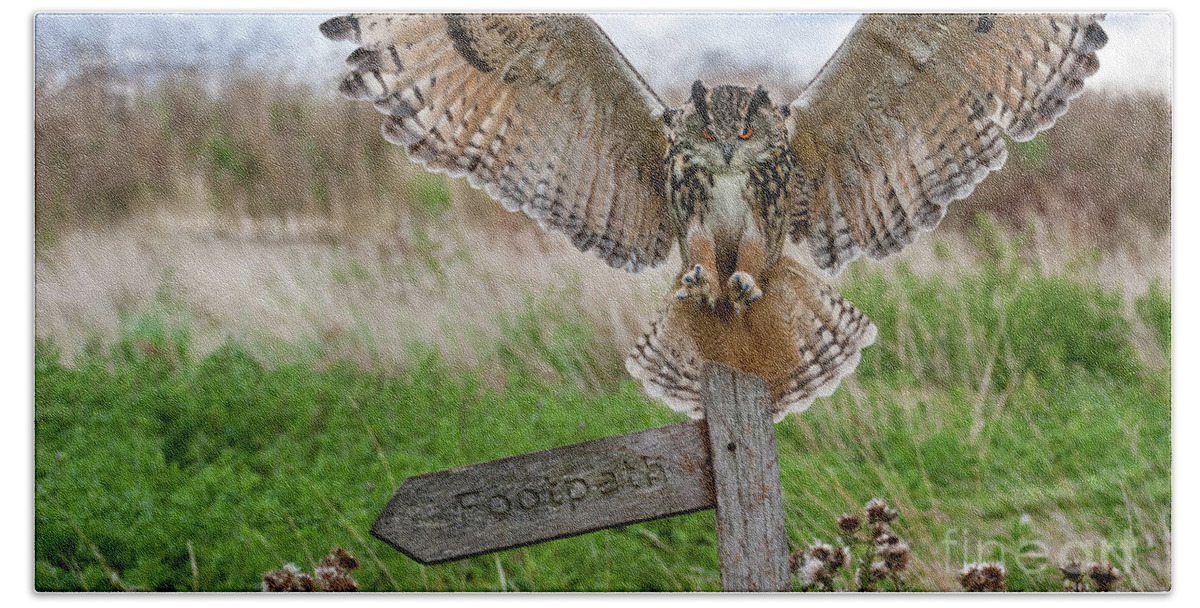 Eurasian Eagle-owl Beach Sheet featuring the photograph Eagle Owl on Signpost by Arterra Picture Library
