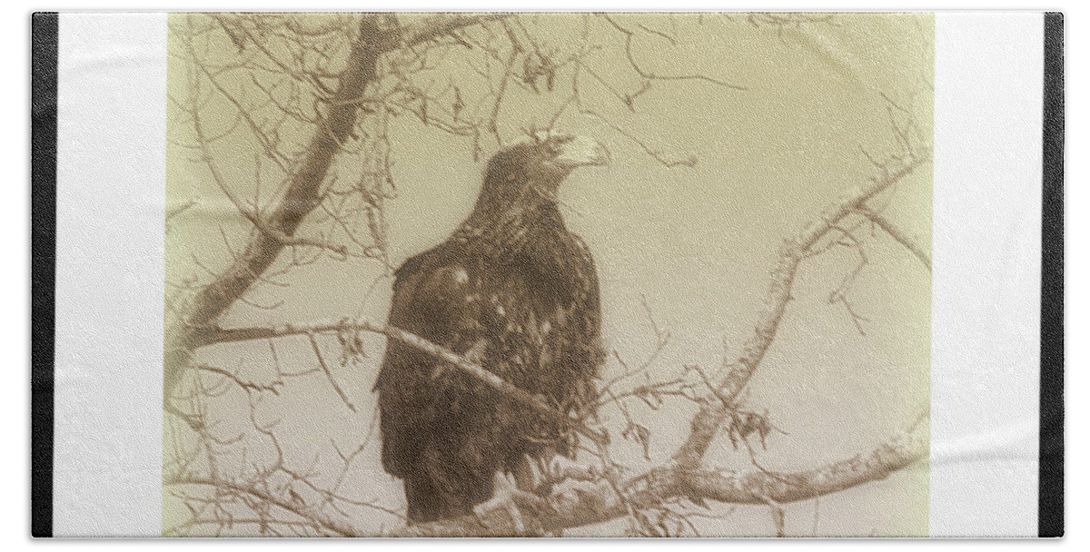  Beach Towel featuring the photograph Eagle Perch by Kimberly Woyak