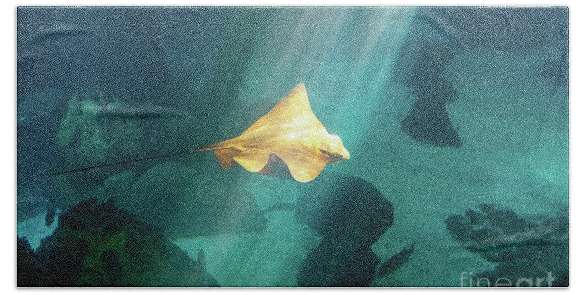 Underwater Beach Towel featuring the photograph Eagle Ray underwater by Benny Marty