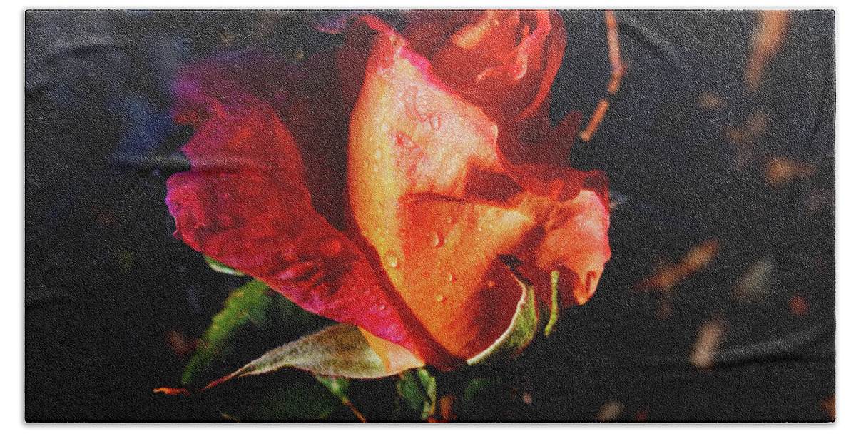 Rose Beach Towel featuring the photograph Early Rose by Mark Blauhoefer