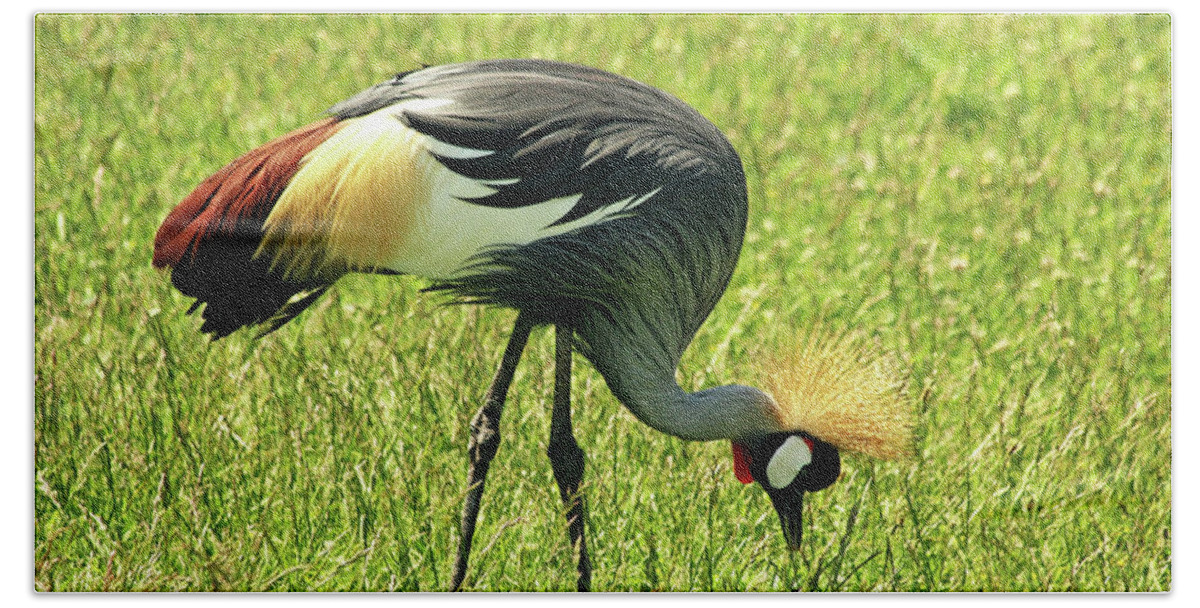 Crane Beach Towel featuring the photograph East African Crowned Crane by Debbie Oppermann