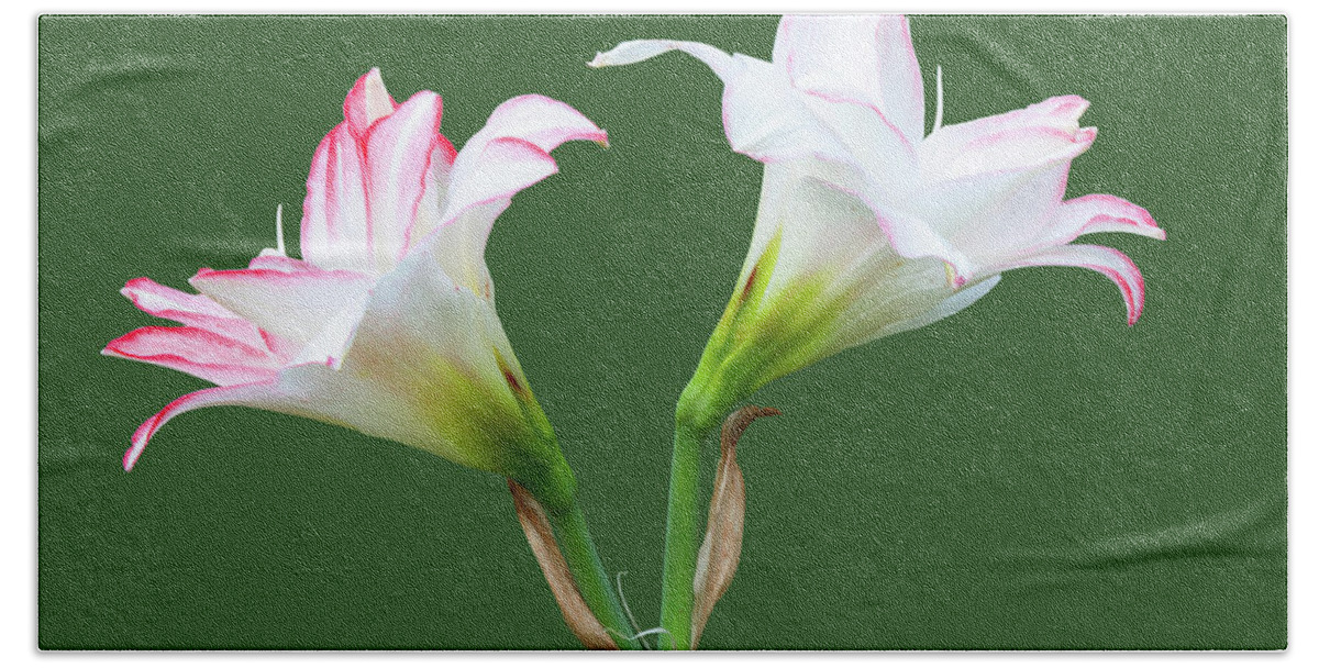 Spring Lilies Beach Towel featuring the photograph Easter Lilies by Ram Vasudev