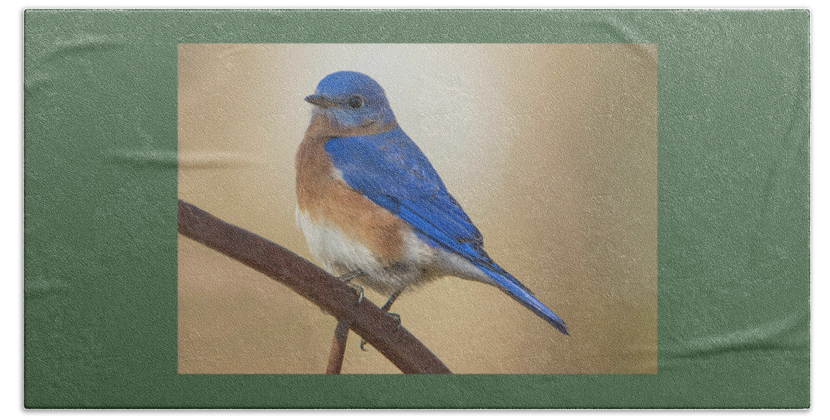 Birds Beach Sheet featuring the photograph Eastern Blue Bird Male by David Waldrop