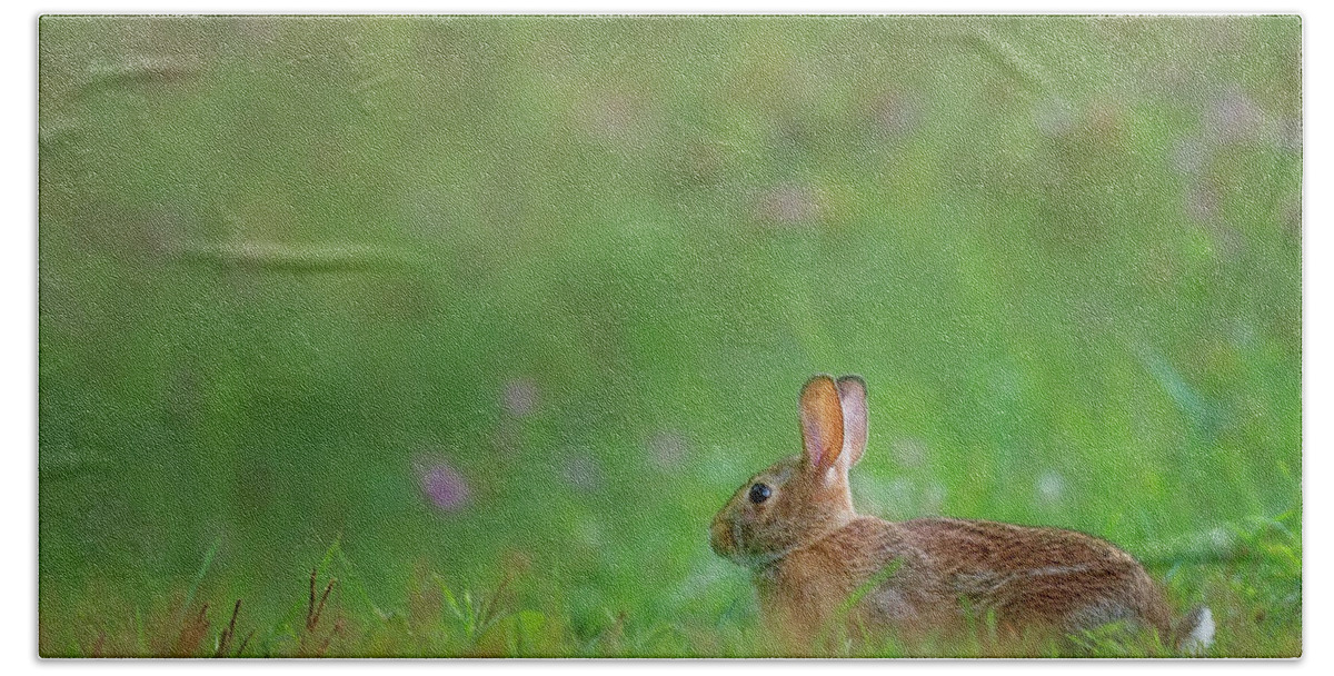 Rabbit Beach Towel featuring the photograph Eastern Cottontail 2016 by Bill Wakeley