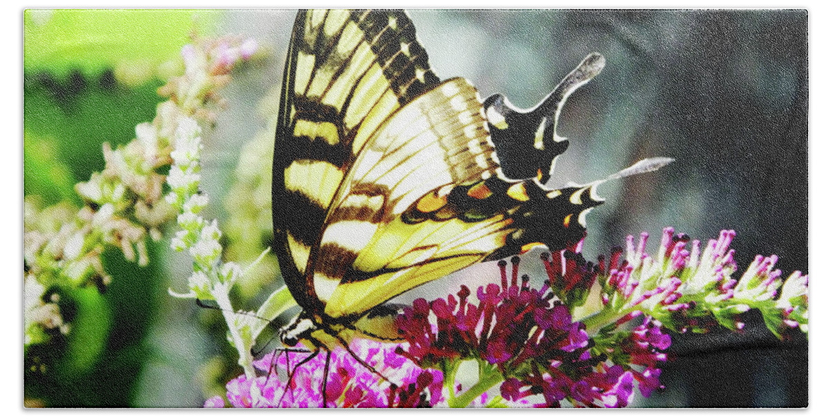 Garden Beach Towel featuring the photograph Eastern Tiger Swallowtail 22 by Lizi Beard-Ward