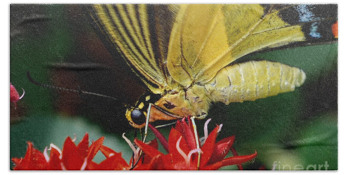 Eastern Tiger Swallowtail Beach Towel featuring the photograph Eastern Tiger Swallowtail by Olga Hamilton