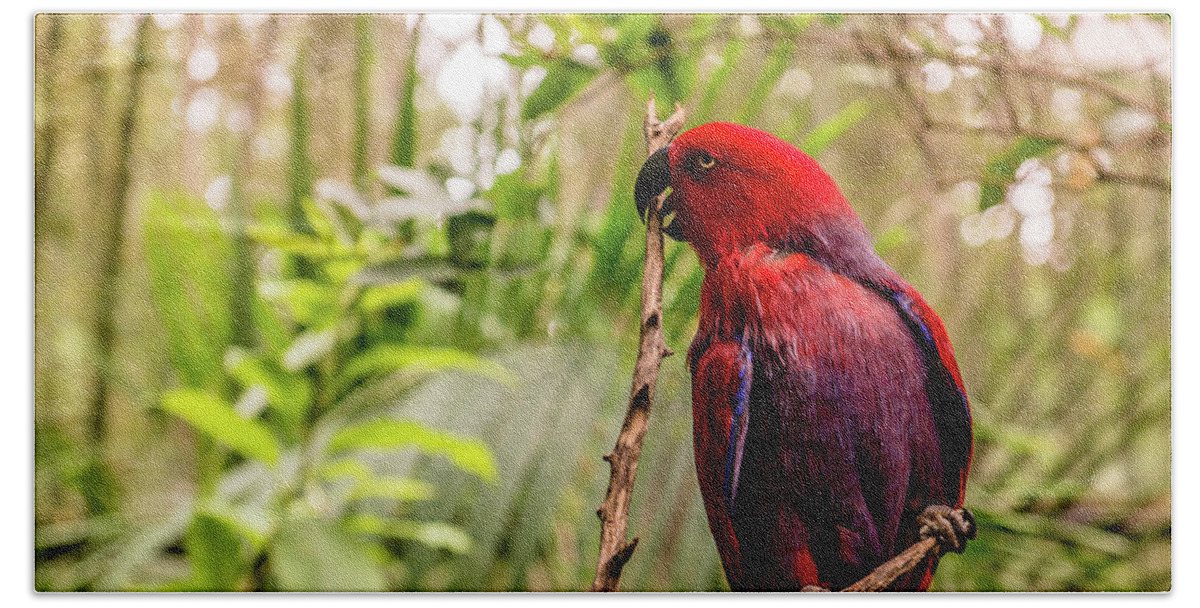 Parrot Beach Towel featuring the photograph Eclectus At The Zoo by Cynthia Wolfe