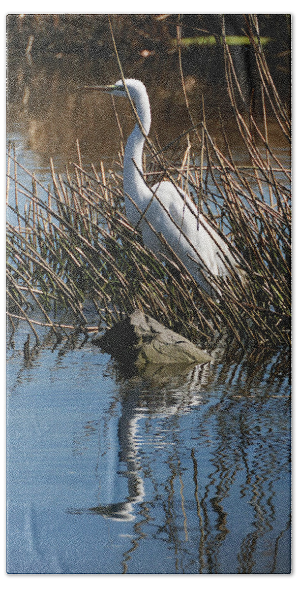 Wildlife Beach Towel featuring the photograph Egret by a Rock by William Selander
