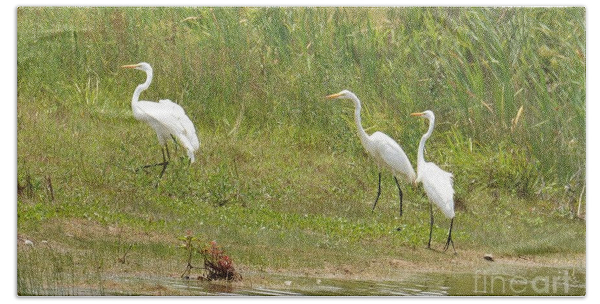 Egret Family 1 Beach Sheet featuring the photograph Egret Family 1 by Maria Urso