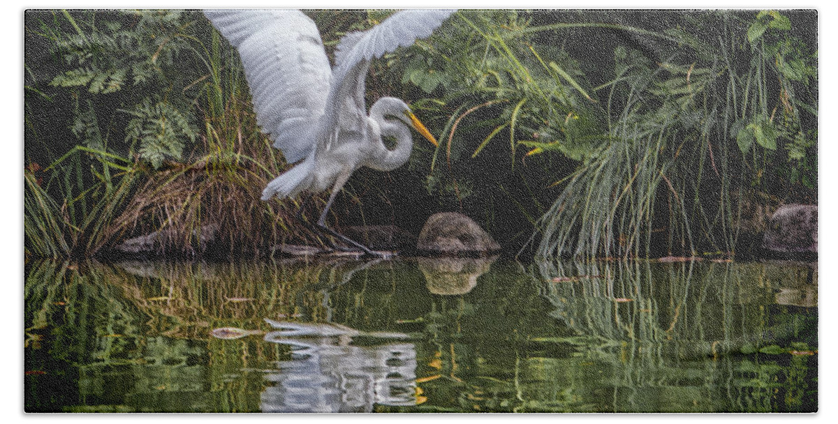 Egret Beach Towel featuring the photograph Egret Hunting for Lunch by Chris Lord
