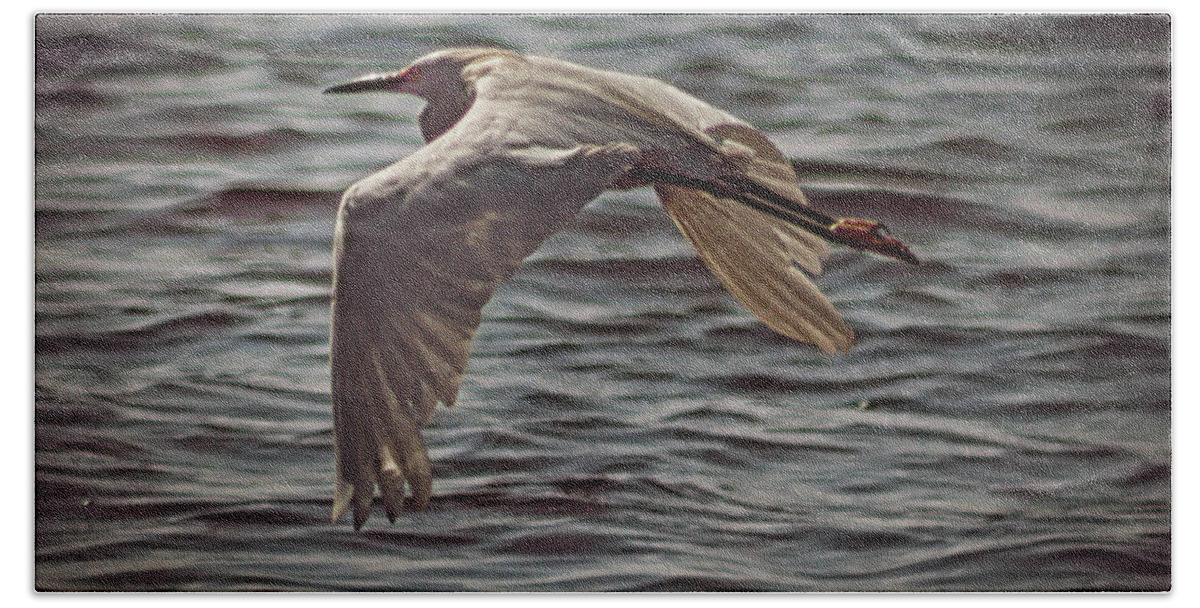 Egret Beach Towel featuring the photograph Egret In Flight 2 by Debra Forand