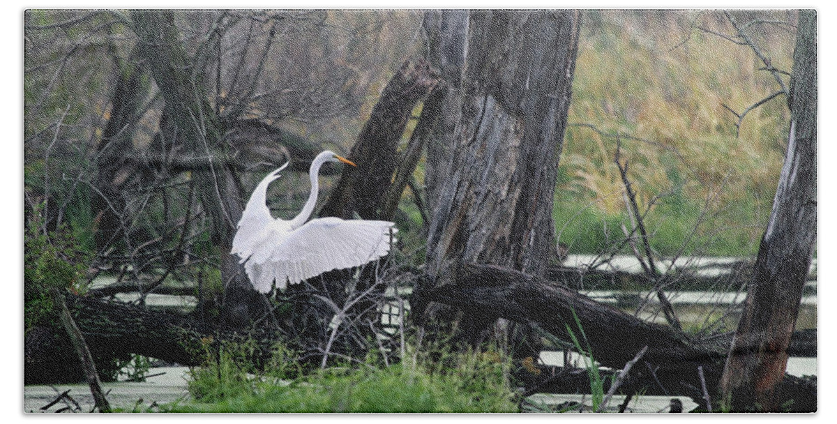 Egret Beach Towel featuring the photograph Egret In Flight by Jackson Pearson