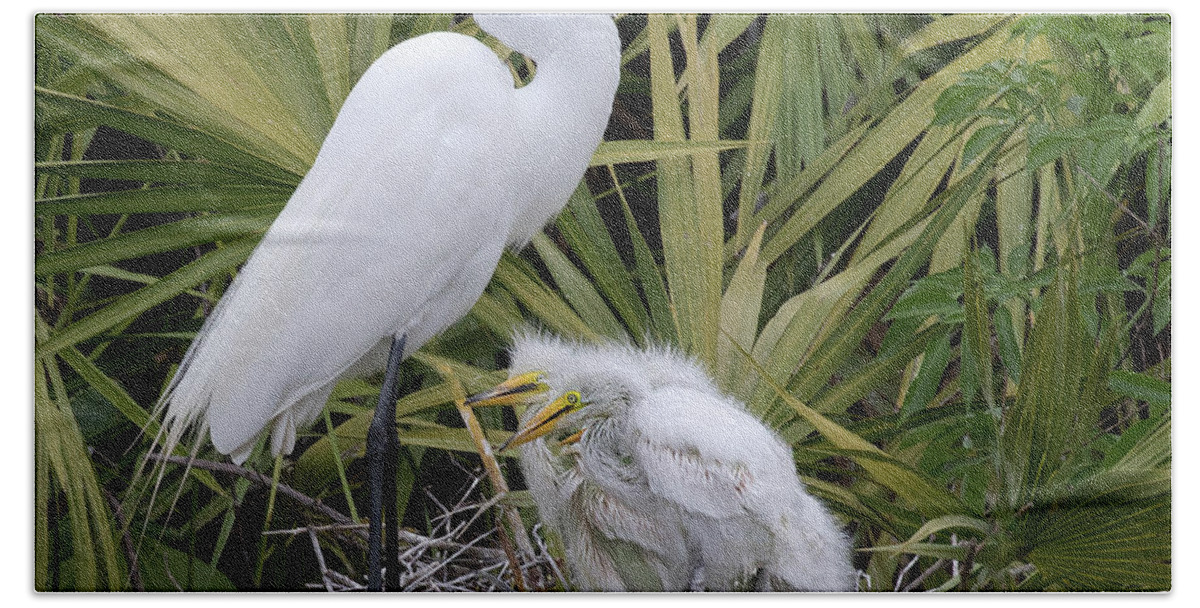 Great White Egret Beach Towel featuring the photograph Egret Nest by Art Cole