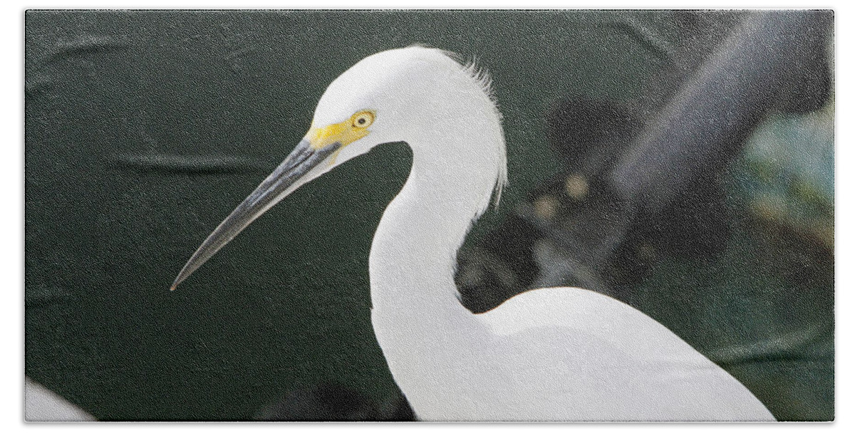 Snowy Egret Beach Towel featuring the photograph Egret on the Pier by Shoal Hollingsworth