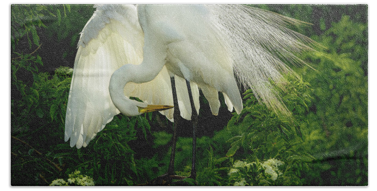 Egret Beach Towel featuring the photograph Egret Preening by Steve Zimic