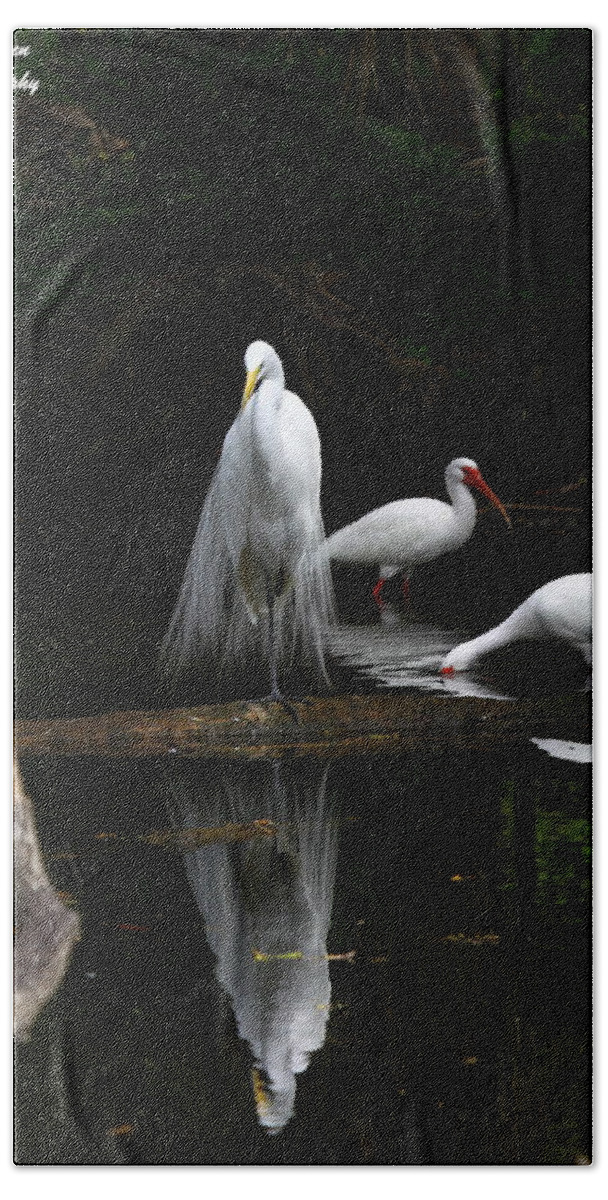 Great White Egret Beach Towel featuring the photograph Egret Reflection by Barbara Bowen