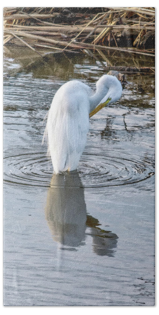 Egret Beach Towel featuring the photograph Egret Standing in a Stream Preening by Anthony Murphy