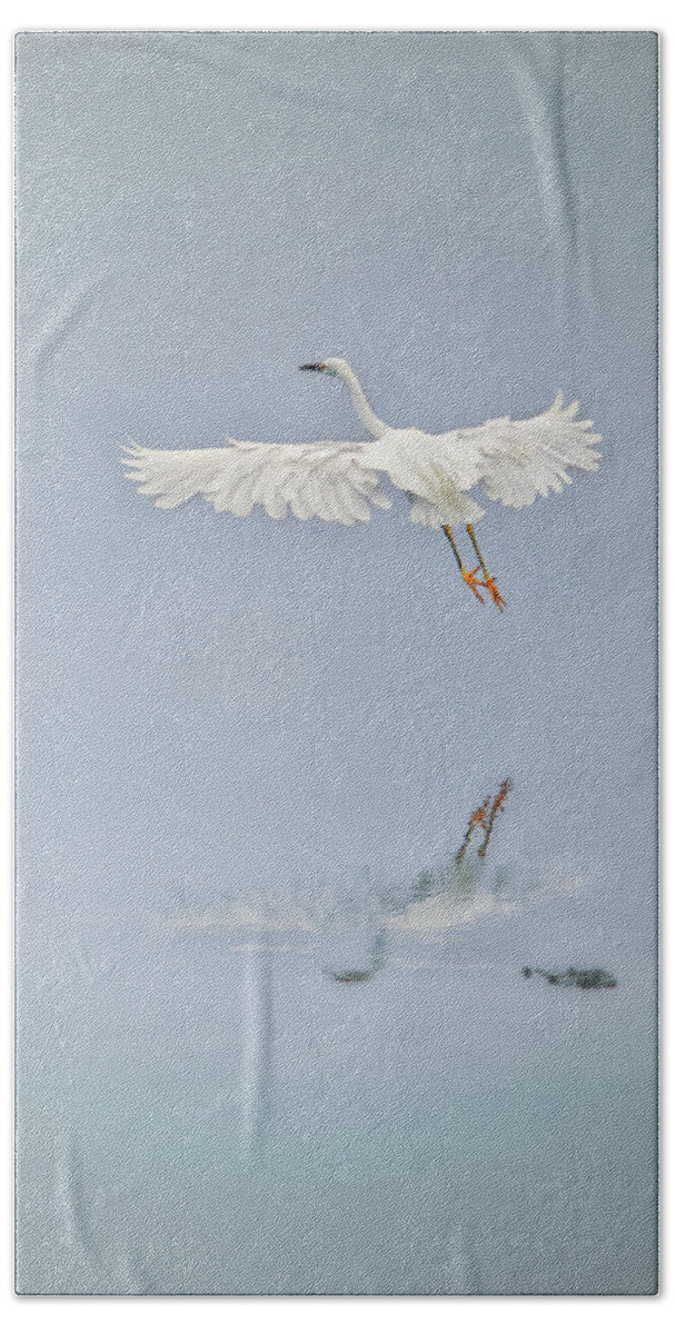 Egret Beach Towel featuring the photograph Egret Takes Flight by Susan Gary