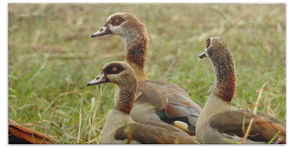 Geese Beach Sheet featuring the photograph Egyptian Geese by Betty-Anne McDonald