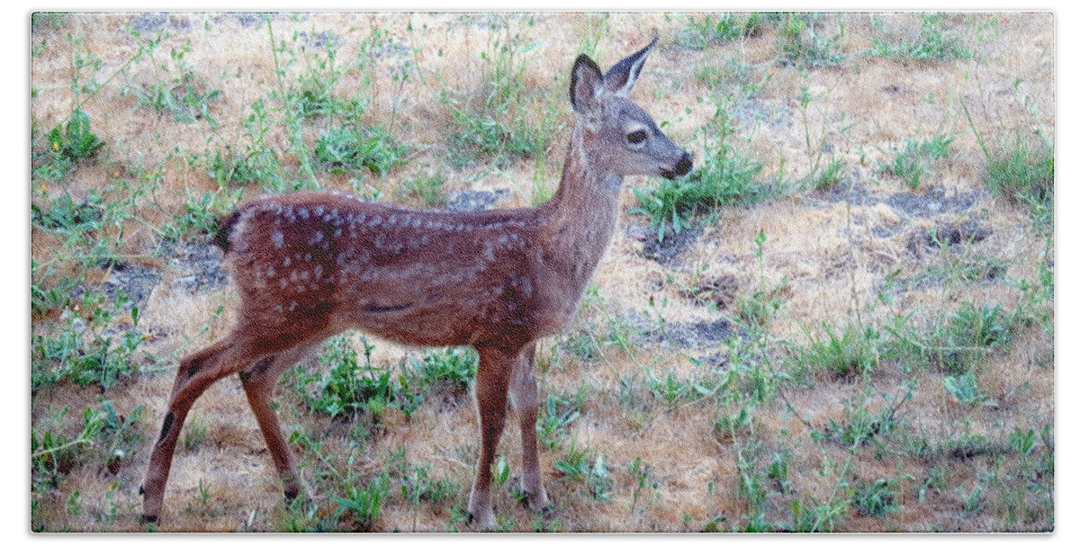Deer Beach Towel featuring the photograph El Sobrante Fawn Two by Joyce Dickens