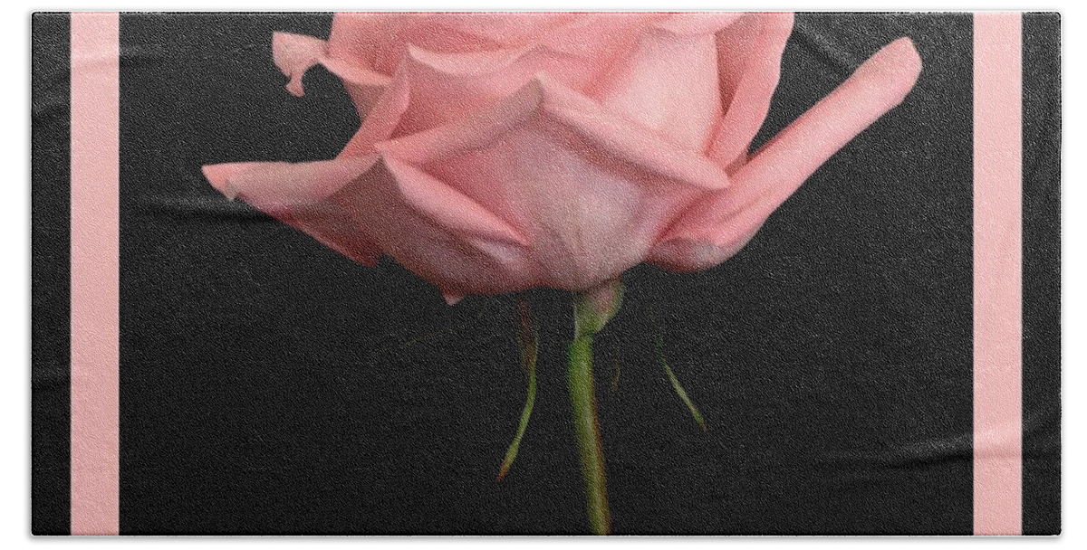 Photo Beach Sheet featuring the photograph Elegant Pink Rose in Black by Marsha Heiken