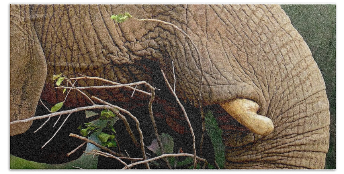 Kj Swan Mammals Beach Sheet featuring the photograph Elephant Curl by KJ Swan