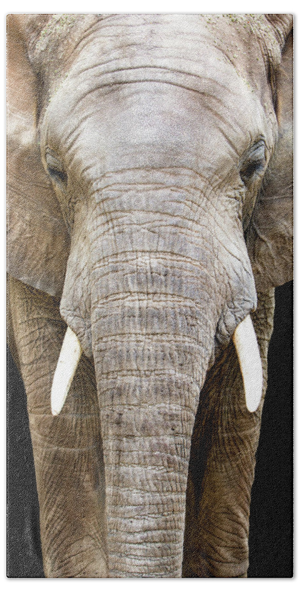 Elephant Beach Sheet featuring the photograph Elephant Face Closeup Looking Forward by Good Focused