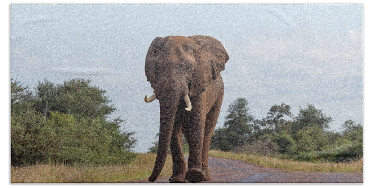 Elephant Beach Towel featuring the photograph Elephant in Kruger by David Gleeson