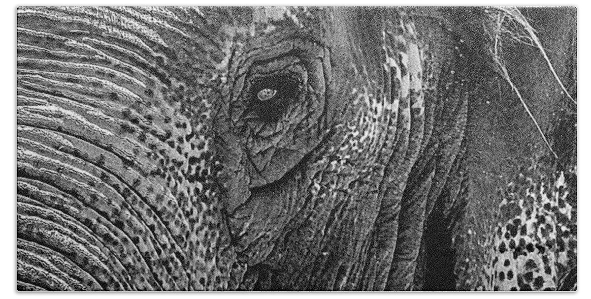 Portrait Beach Towel featuring the photograph Elephant Portrait Grayscale by Bob Slitzan