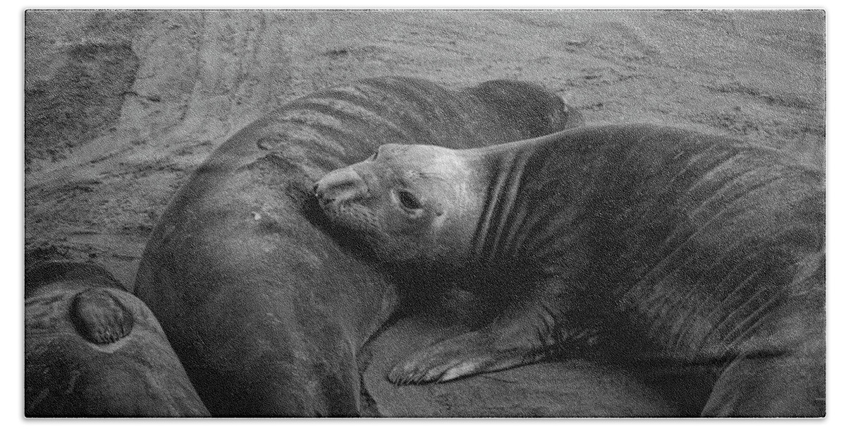 Proboscis Beach Towel featuring the photograph Elephant Seals IV BW by David Gordon