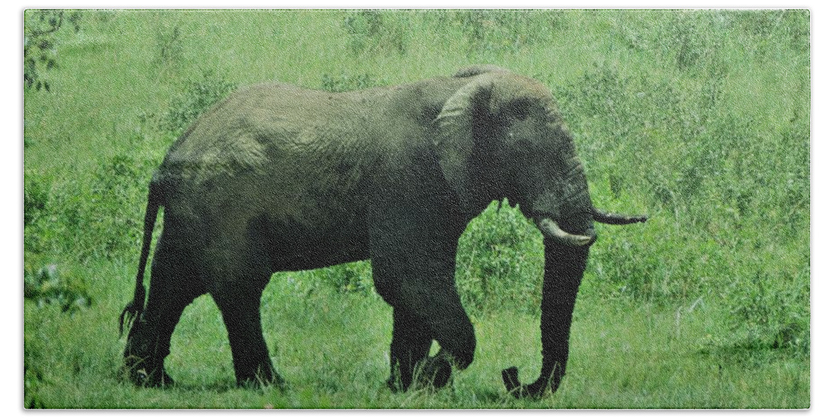 Elephant Beach Towel featuring the photograph Elephant Walks by Vijay Sharon Govender