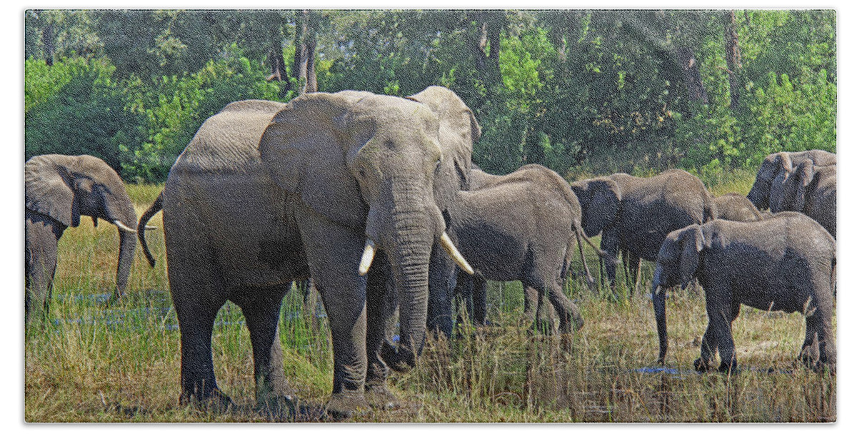 Elephant Beach Sheet featuring the photograph Elephants 3 by Richard Krebs