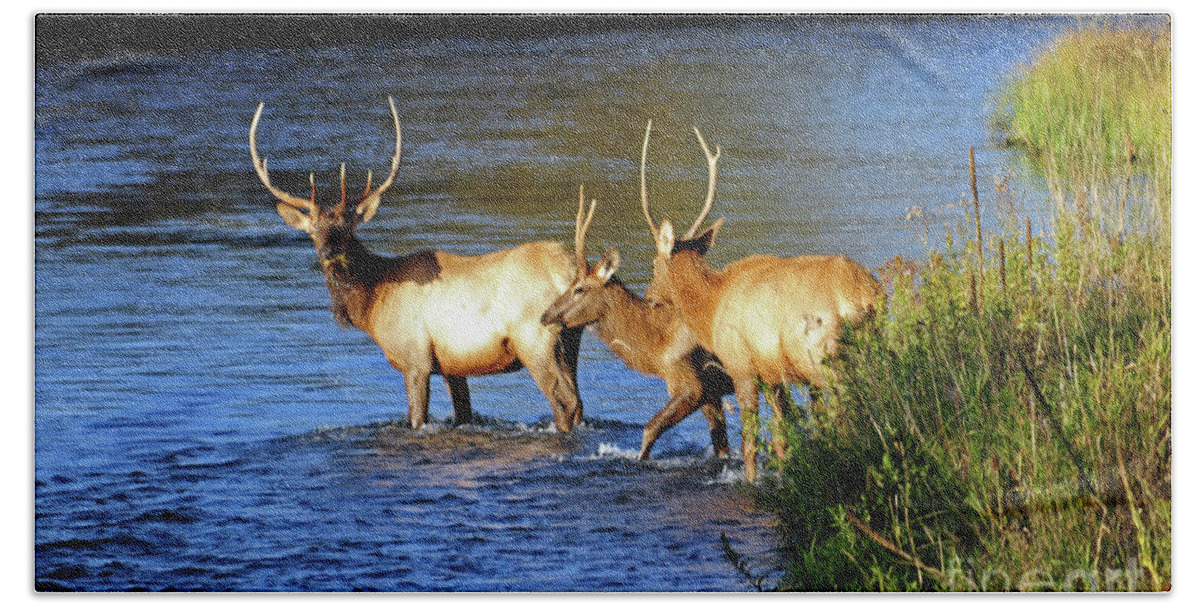 Elk Beach Towel featuring the photograph Elk by Cindy Murphy - NightVisions