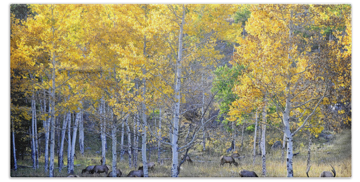 Nature Beach Towel featuring the photograph Elk in RMNP Colorado by Nava Thompson
