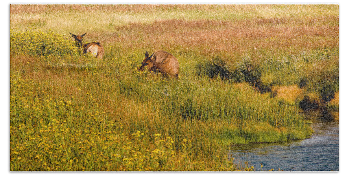 Elk Beach Sheet featuring the photograph Elk in the Wild Flowers by Cathy Donohoue