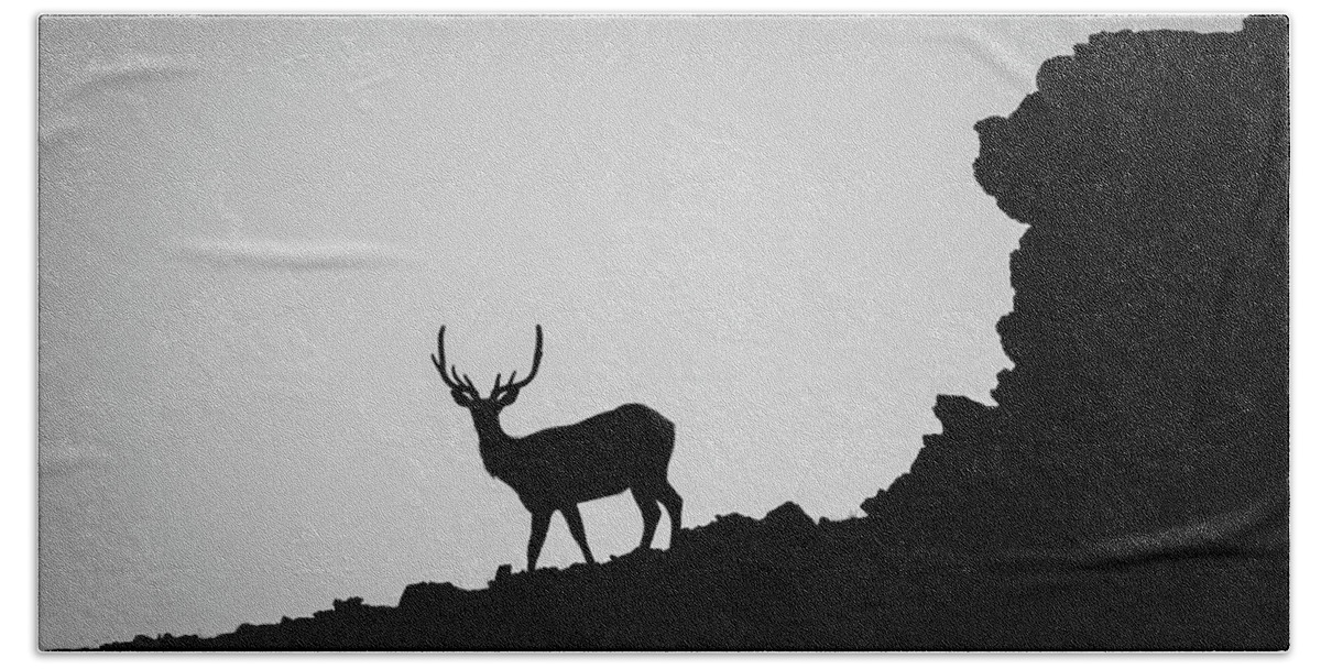 Rocky Mountain National Park Beach Towel featuring the photograph Elk Surprise #3 of 4 by Janis Connell
