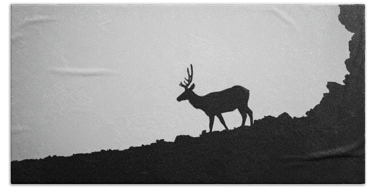 Rocky Montain National Park Beach Towel featuring the photograph Elk Surprise #2 of 4 by Janis Connell