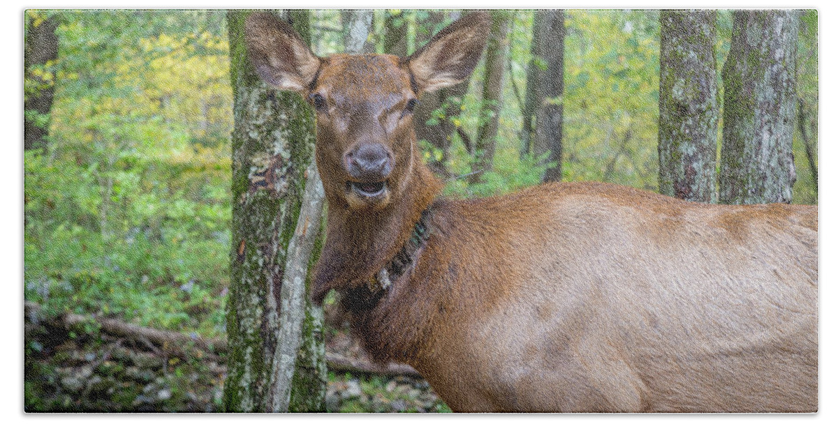North Beach Towel featuring the photograph Elk in the Woods 2 by Tim Stanley