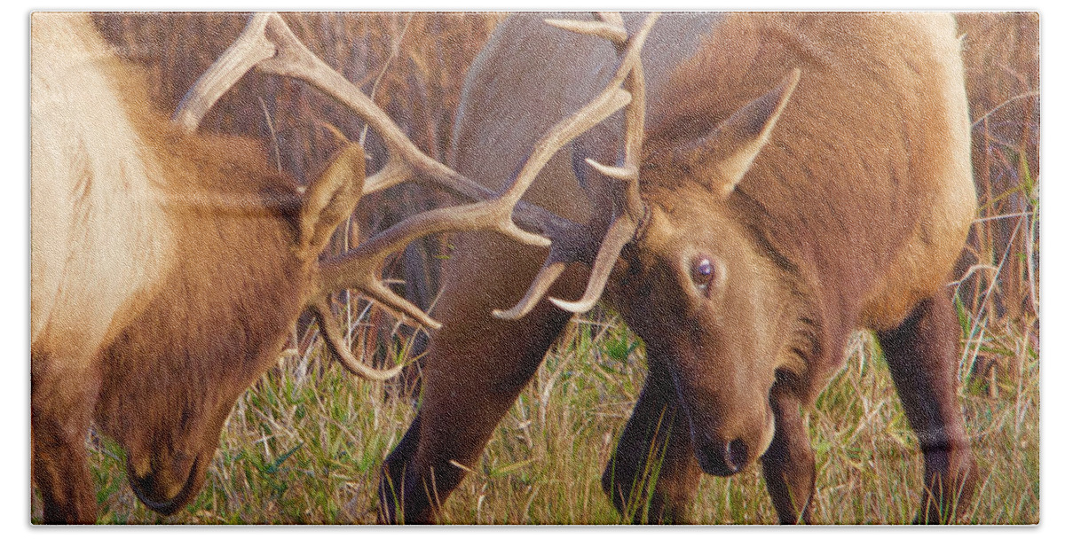 Elk Beach Towel featuring the photograph Elk Tussle by Todd Kreuter