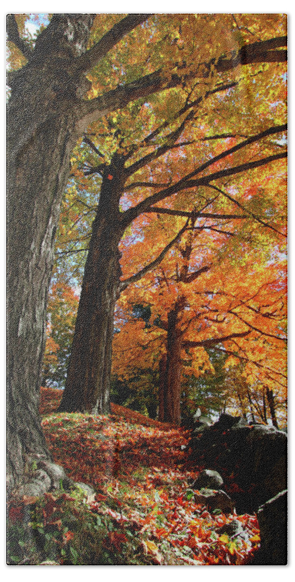 Photography Beach Towel featuring the photograph Emery Farm Trees Fall Foliage by Brett Pelletier