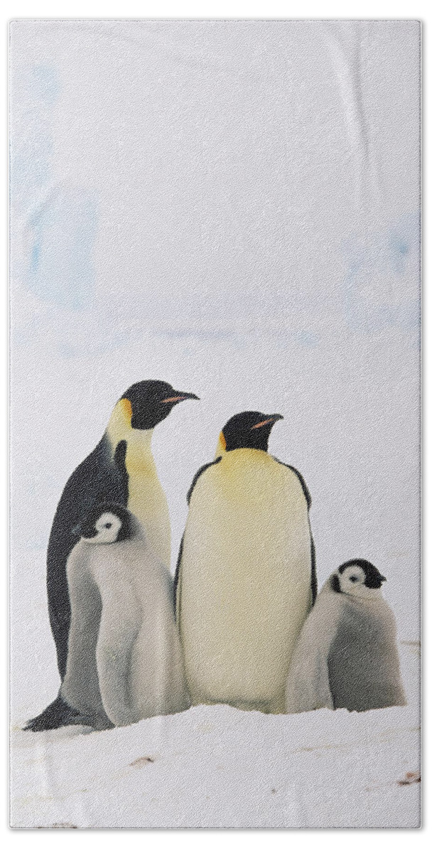 Mp Beach Towel featuring the photograph Emperor Penguin Aptenodytes Forsteri by Konrad Wothe