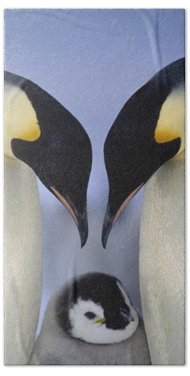 00140140 Beach Towel featuring the photograph Emperor Penguin Family by Tui De Roy