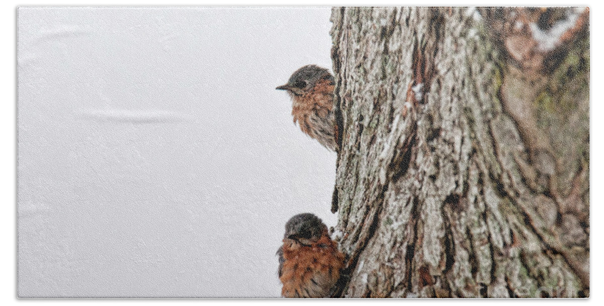 Birds Beach Towel featuring the photograph End of Winter by David Arment