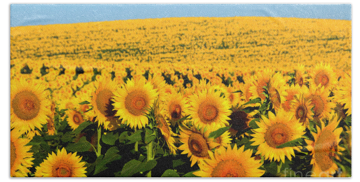 Helianthus Annuus Beach Sheet featuring the photograph Endless Sunflowers by Catherine Sherman