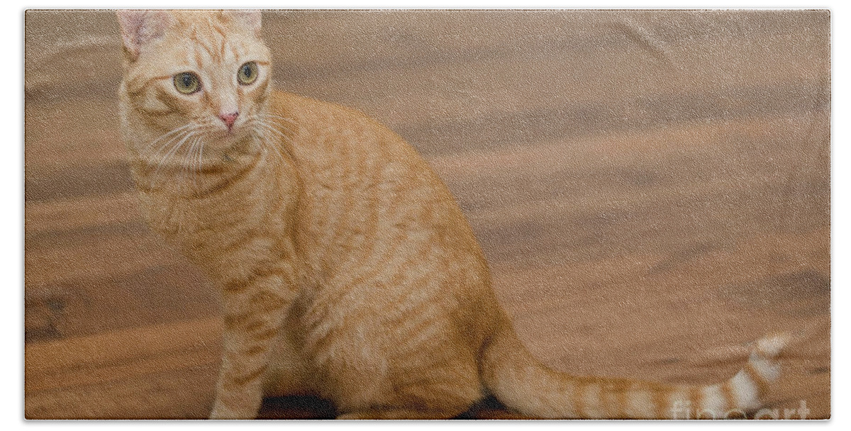 Red Tabby Cat Beach Towel featuring the photograph Enrique 1 by Irina ArchAngelSkaya
