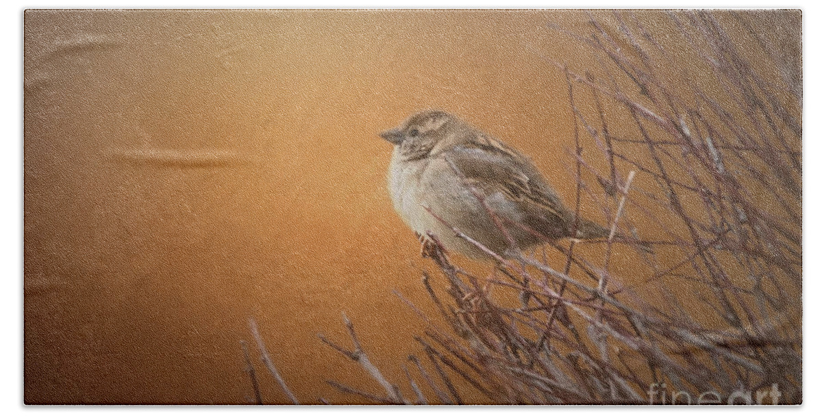 Nature Beach Sheet featuring the photograph Evening Sparrow Song by Sharon McConnell